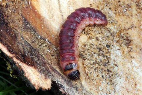 Wood Eating Bugs Insects That Eat Wood 10 Examples Photos