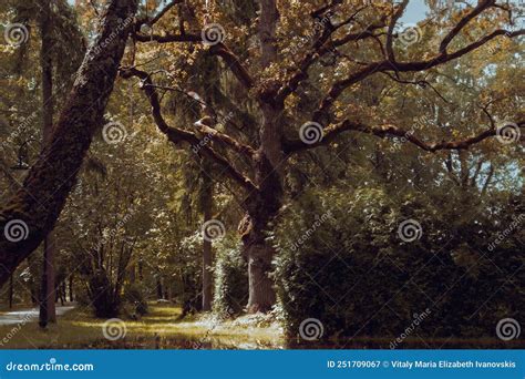 Scary And Mysterious Witch Forest Horror To Get Lost Witches Stock Image Image Of Witch
