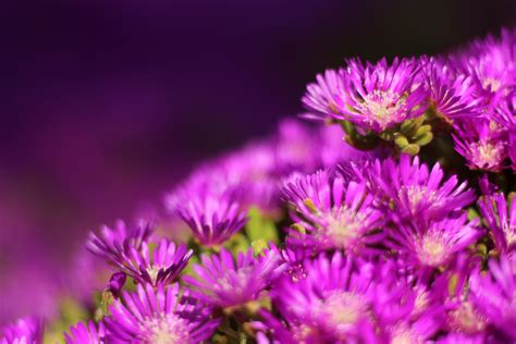 Online Crop Purple Flower Hd Wallpaper Wallpaper Flare