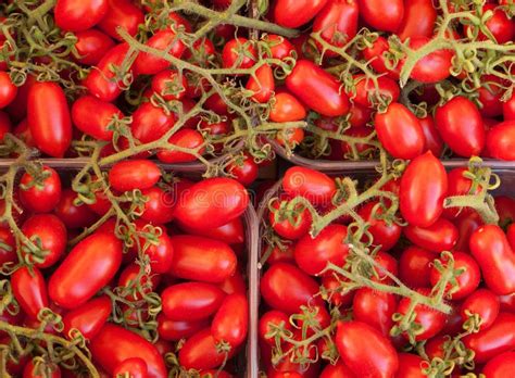 Italian Plum Tomatoes Stock Image Image Of Oval Mature 21593993