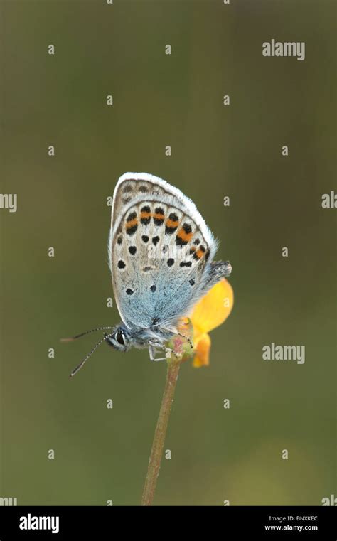 Male Silver Studded Blue Butterfly Plebejus Argus On Birds Foot