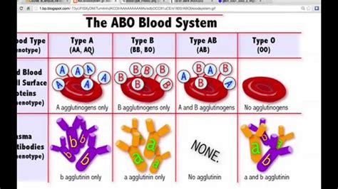 Lesson 34 The Abo And Rh Blood Groups Youtube