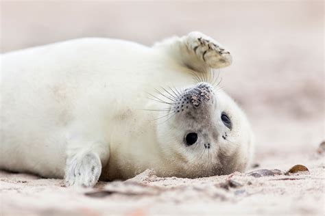 Baby Seals Hd Wallpapers New Tab Theme Impressive Nature