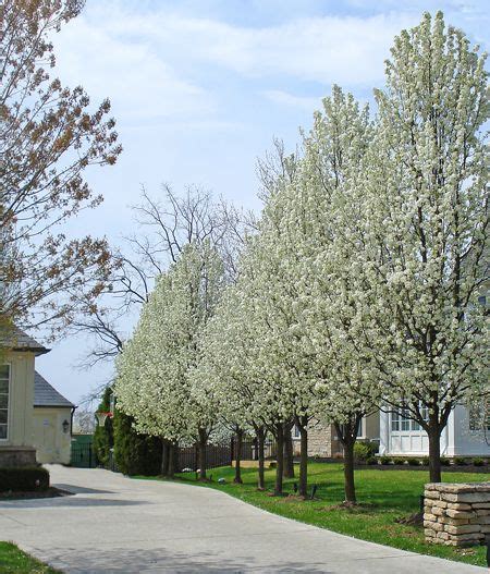 Border Of Flowering Pear Trees Ornamental Landscape Trees In 2023