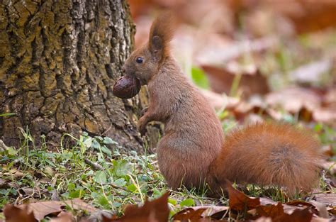 Nutty Squirrel Red Squirrel Sciurus Vulgaris Standing By Flickr