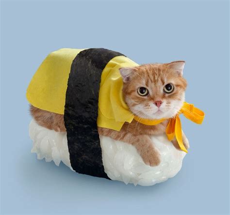 Check Out These Hilarious Halloween Costumes For Your Cat Animaux En