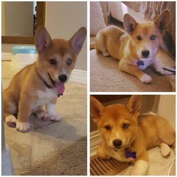 This arctic dog makes a great family pet, being good with children excellent miniature siberian husky puppies for sale in uk now 5 months old, vaccinated, health card and guarantee genetic, congenital written purity. Alaskan Husky-Welsh Cardigan Corgi Mix puppy for sale in ...