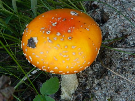 Big Orange Mushroom Orange Mushroom Nature Pictures Fungi Tomato