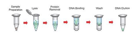 Genomic DNA Isolation Kit Paraffin Embedded Tissue GeneDireX Inc