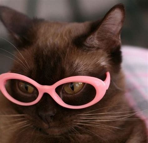 Cats With Glasses Animals Zone
