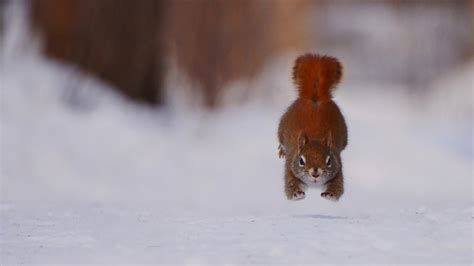 Squirrel Running Winter Snow Wallpapers Hd Desktop And Mobile