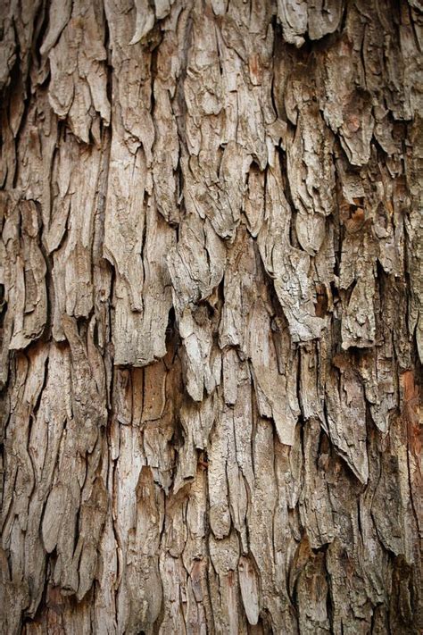 Bark Of Rain Tree Highly Detailed Photograph Stock Photo Image Of