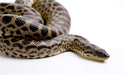 Discover The 4 Types Of Anaconda Snakes Wiki Point