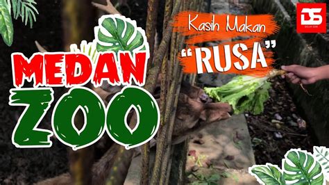 Kebun binatang ini juga menampilkan kucing terbesar di amerika utara, kompleks rawa indoor. Kebun Binatang Medan Simalingkar - Medan Zoo - YouTube
