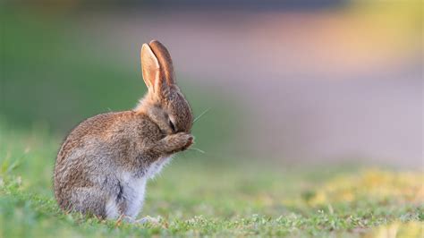 Cute Bunny Hd Wallpaper Background Image 2560x1440 HD Wallpapers Download Free Map Images Wallpaper [wallpaper684.blogspot.com]