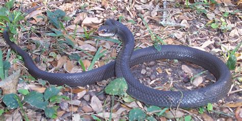 Blue Racer Snake Facts And Pictures