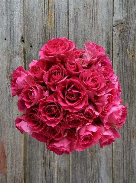 Wholesale Super Nova Hot Pink Spray Roses Delivered Online Flowerfarm