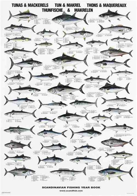 Arctic Fish And Shellfish La Tene Maps