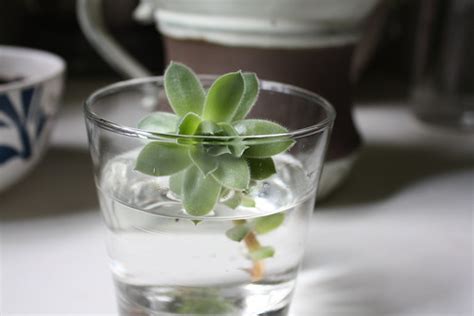They need soil for their roots to grow. Indoor plants that grows in water!! | Blog.Nurserylive.com ...