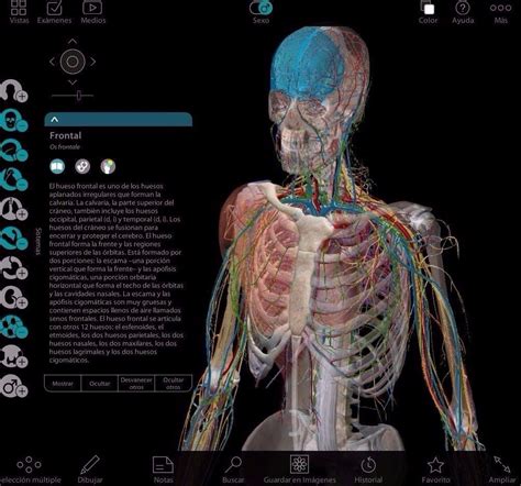 Atlas De Anatomia Humana 3d Anatomia Humana En Espanol Brapp