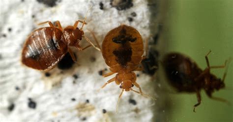 They have now started making a comeback. How to Check for Bed Bugs in Hotels or Your Hostel ...