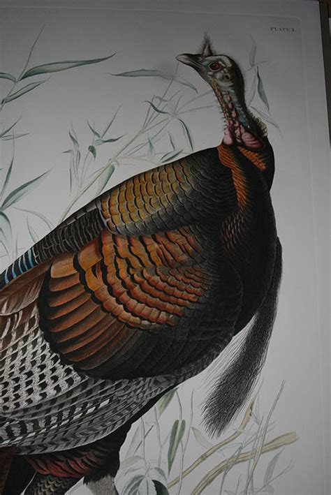 wild turkey male audubon museum of natural history restrike from the havell edition plates