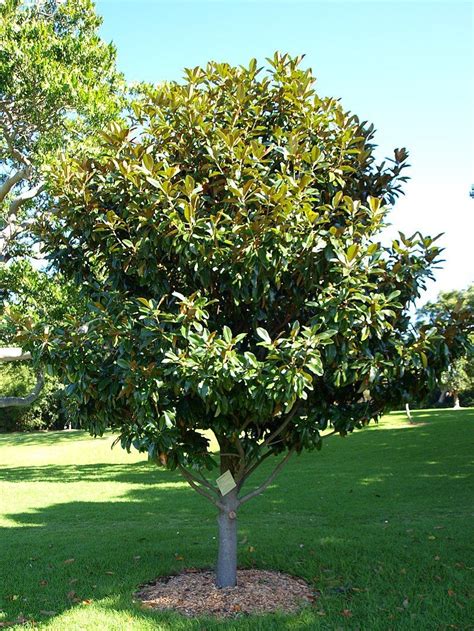 We did not find results for: MAGNOLIA grandiflora 'Galissoniensis' | Jardin facile ...