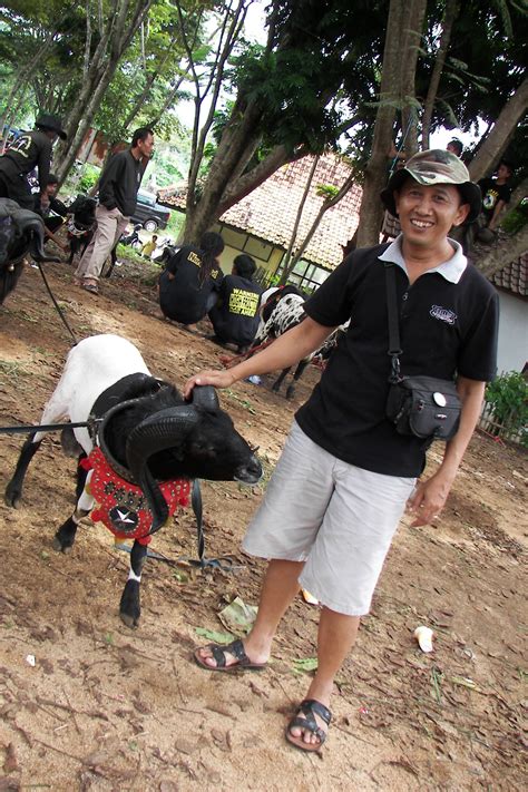 Domba | Legiun Domba Garut