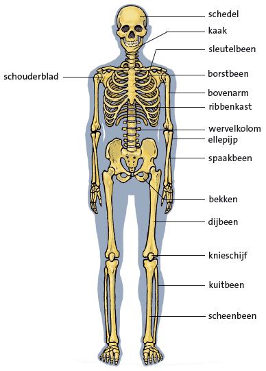Het Skelet