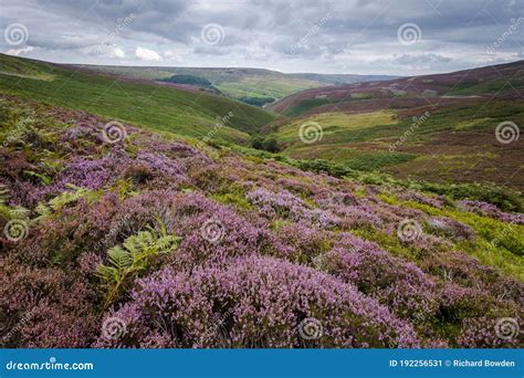 Heather On The Moors Stock Image Image Of Scenery Park 192256531