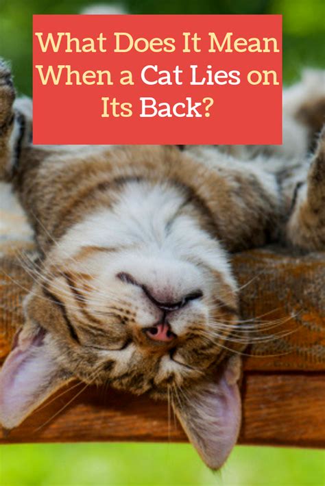 While cats have been domesticated pets since the days of cleopatra, there's still a lot about them that remains a mystery. Why Do Cats Sleep On Their Back? | Cat sleeping, Cat facts ...