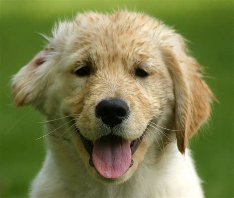 Puppy Golden Retriever Puppy Smiles At You Rob Kleine Flickr