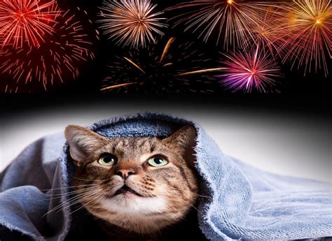 Seeing Fireworks From A Cats Perspective