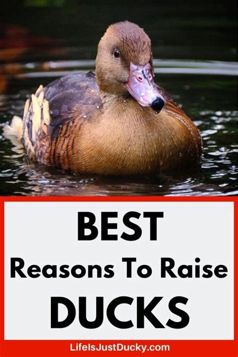 10 Best Reasons To Raise Ducks Life Is Just Ducky