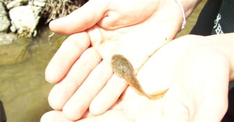 Our Herp Class Green Frog Tadpole