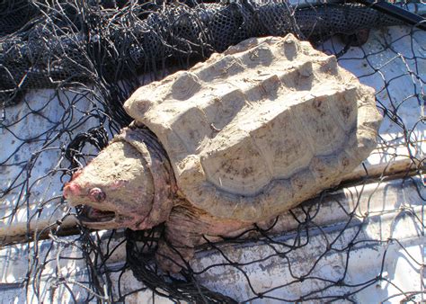 Invasive Alligator Snapping Turtle Removed From Prineville Reservoir