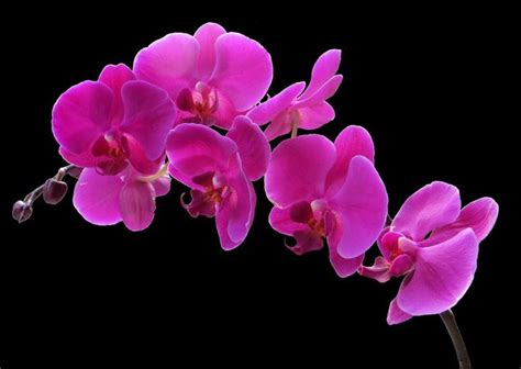 Pin Van Candice May Martin Op Purple Morado Orchideeën