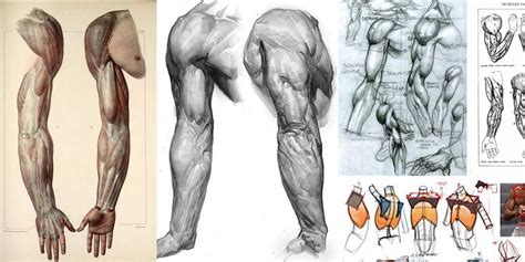 Enjoy A Collection Of References For Character Design Arms Anatomy The Collection Contains