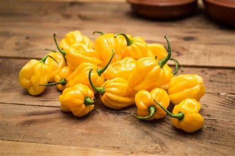 Pepper Hot Habanero Yellow Organic Premier Seeds Direct