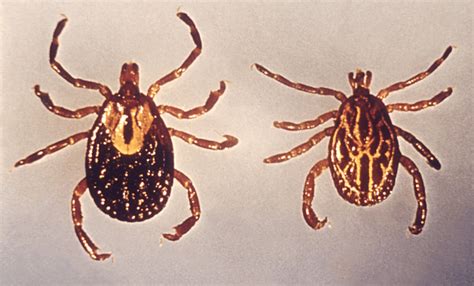 Tick Definition And Examples Biology Online Dictionary