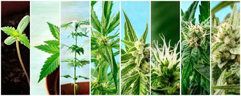 Understanding The Growth Stages Of Cannabis Plant