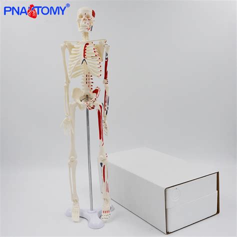 45cm Human Skeleton Model With Muscles Anatomy Model Medical Science