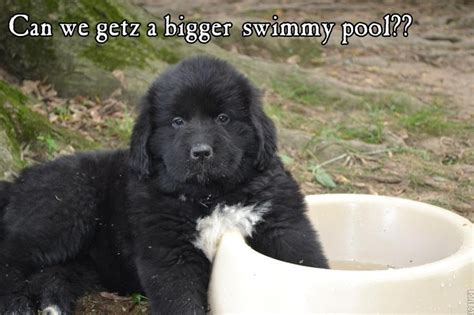 Pin By Becky Stagers On Cute Pets Cute Funny Dogs Newfoundland Dog