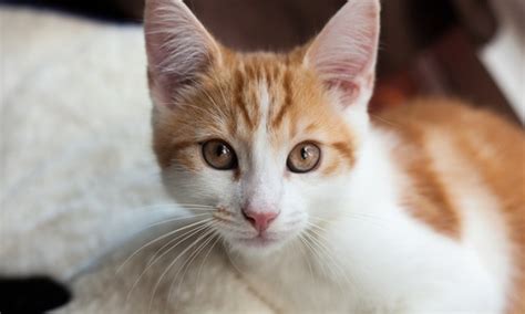 He shakes his head vigorously, no, don't. Why Is My Cat Shaking His Head? | Canna-Pet®