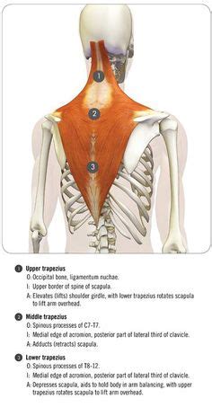 Their main function is contractibility. Pectoralis major muscle attachments | Anatomy | Pinterest ...