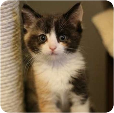 Although there are many wonderful souls across the nation who work extra hours and put in efforts beyond their capacity, there is always. Rachel Green | Adopted Kitten | Austin, TX | Calico