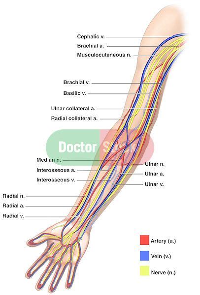 Superficial vein collecting blood from the inner leg and thigh and receiving blood from certain veins of the foot; Anatomy of the Nerves, Arteries and Veins of the Arm (Upper Extremity). Labels include cephalic ...