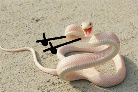 Les Serpents Cest Beaucoup Plus Drôles Avec Des Bras 30 Images