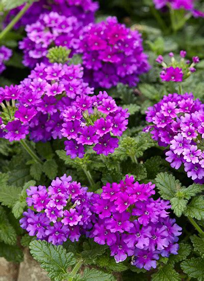 Plant them in a sunny spot. Long-lasting annuals for your garden | Garden Gate