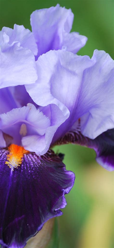 Wallpaper Purple Iris Flower Close Up Petals Hazy Background